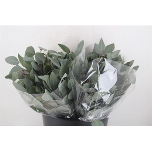 Euca Populus Short 150gr P Bunch