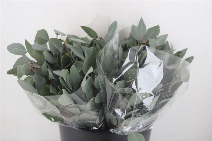 <h4>Euca Populus Short 150gr P Bunch</h4>