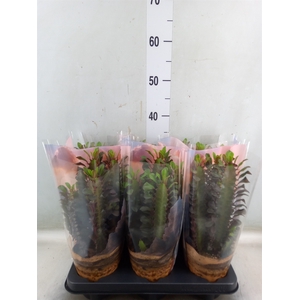 Euphorbia trigona 'Rubra'