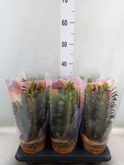 <h4>Euphorbia trigona 'Rubra'</h4>
