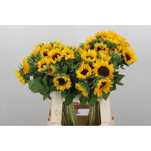 Helianthus Orange Fire