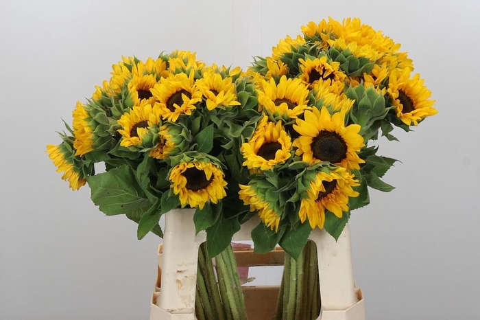 <h4>Helianthus Orange Fire</h4>