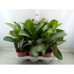 Aglaonema  'Silver Bay'