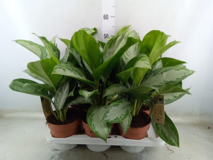 <h4>Aglaonema  'Silver Bay'</h4>
