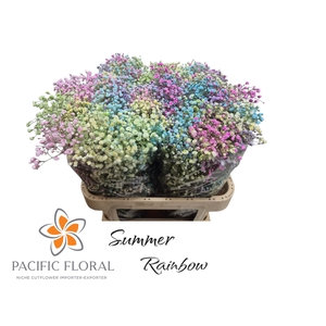Gyps Klb Mix Rainbow Summer Pacific