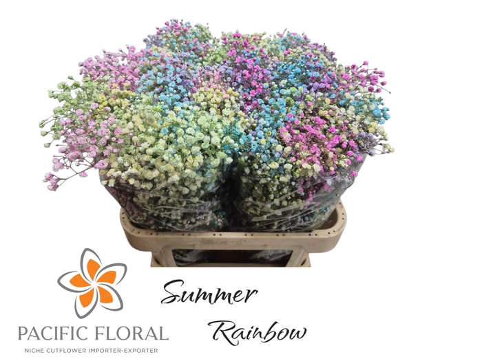 <h4>Gyps Klb Mix Rainbow Summer Pacific</h4>