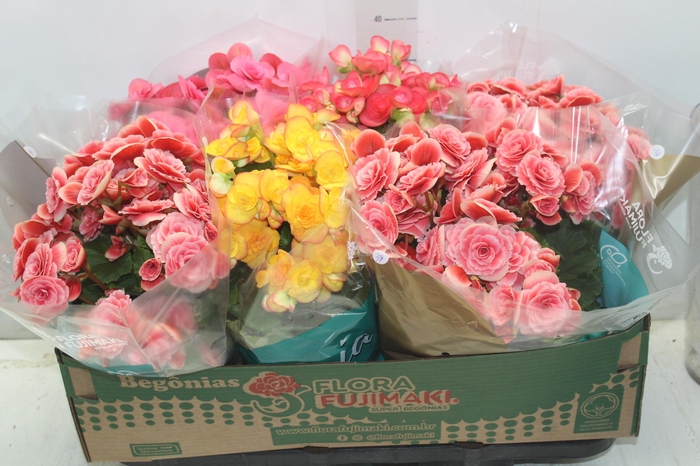 <h4>BEGONIA P15</h4>