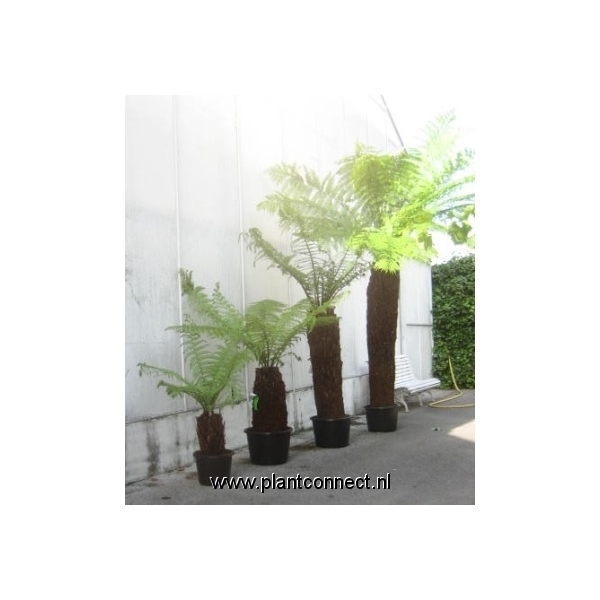 <h4>dicksonia antarctica</h4>