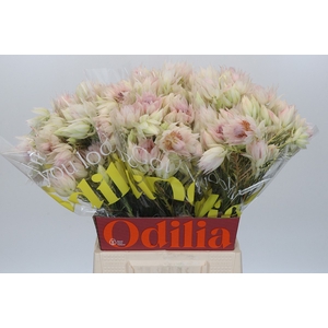 Blushing Bride 6/9 Flowers