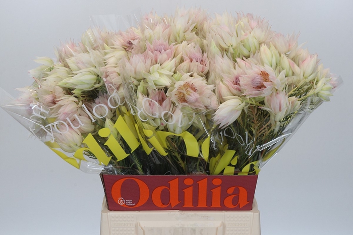 Blushing Bride 6/9 Flowers