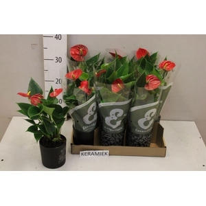 ANTHU AN SUCCESS RED