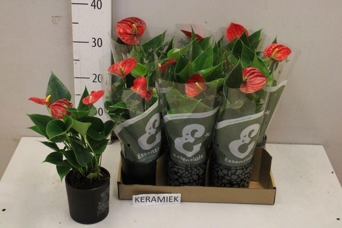 <h4>ANTHU AN SUCCESS RED</h4>