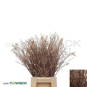 Betula