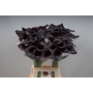 Calla Ceara Kallaland
