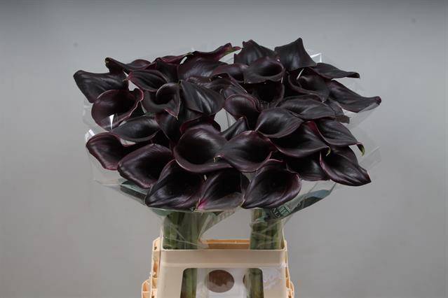 <h4>Calla Ceara Kallaland</h4>
