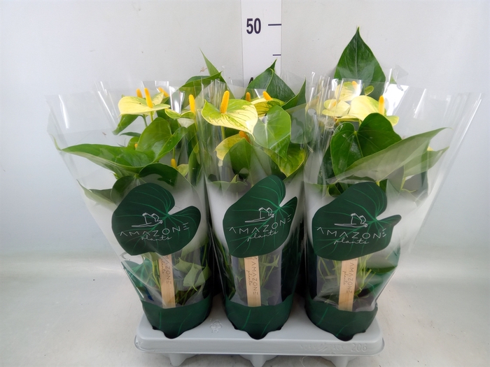 <h4>Anthurium andr. 'Vanilla'</h4>