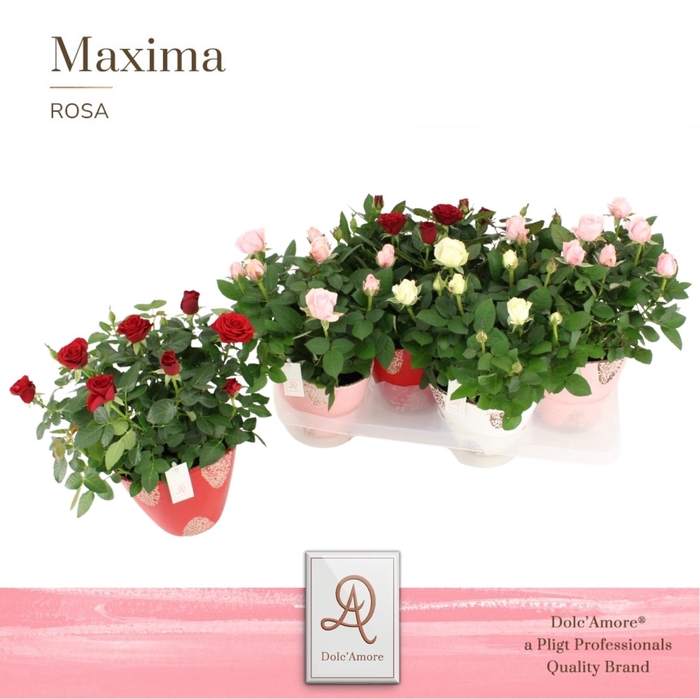 <h4>Potroos Valencia Mix P14 Dolc'Amore® Rustique Keramiek</h4>