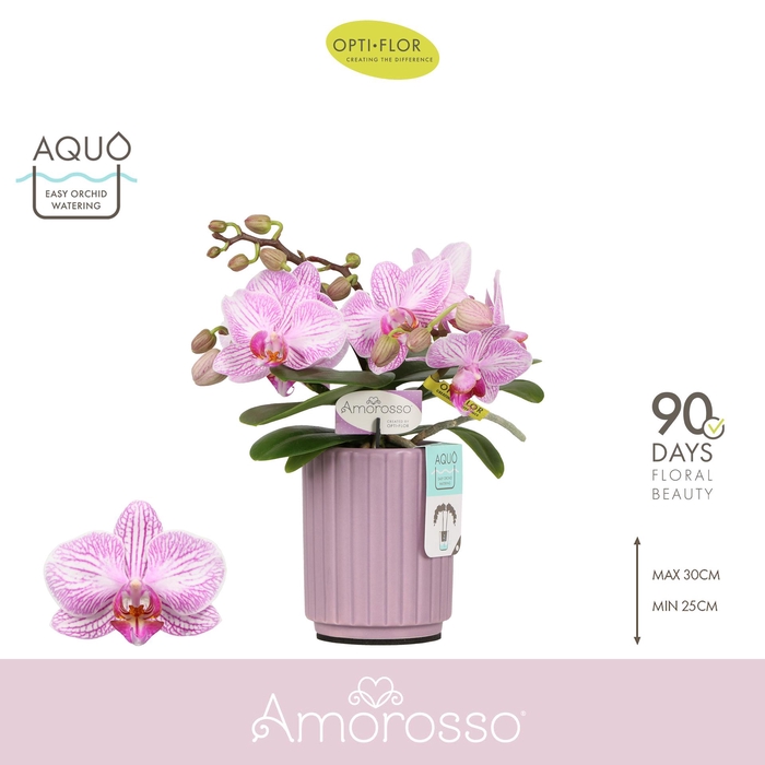 <h4>Amorosso Merlini 3 spike in Molise Lilac Aquo</h4>