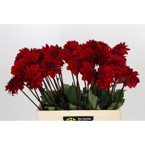 Dahlia Heatwave