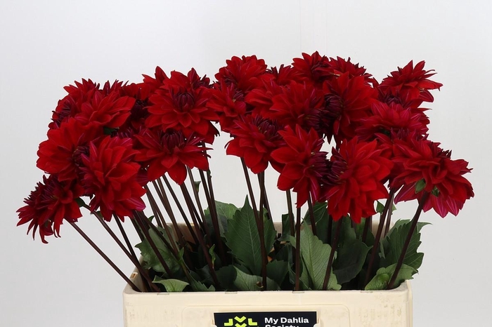 <h4>Dahlia Heatwave</h4>