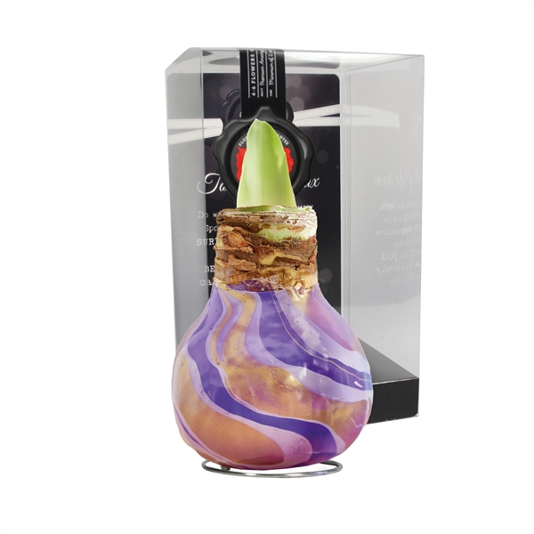 <h4>Amaryllis TOW Swirl Purple 6x1, rode bloem, Plastic Giftbox</h4>