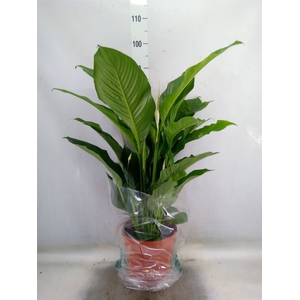 Spathiphyllum  'Sweet Lauretta'