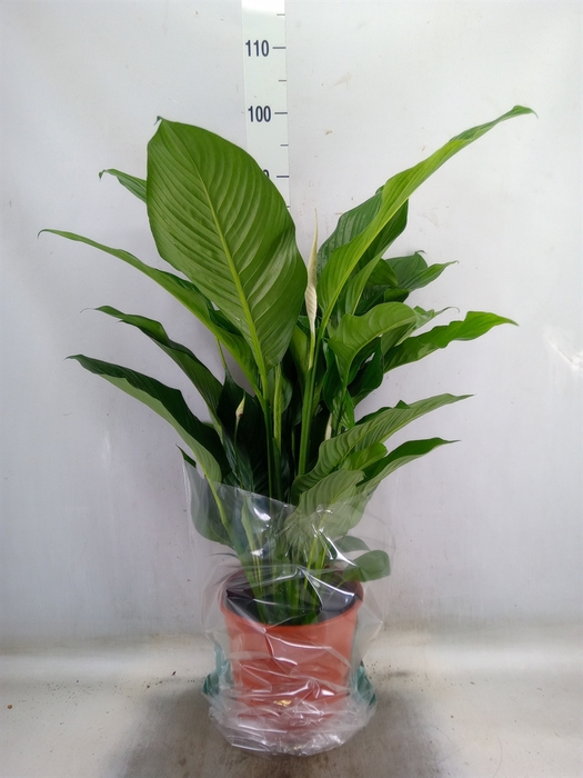 <h4>Spathiphyllum  'Sweet Lauretta'</h4>