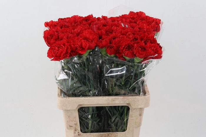 <h4>DI St Don Pedero IT</h4>