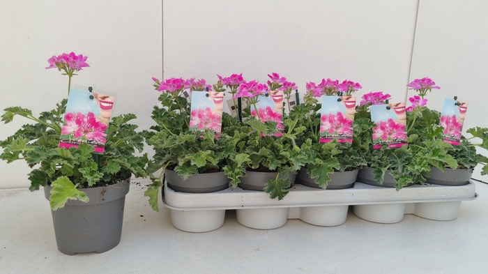 <h4>PEL GEM WELRIEKEND</h4>