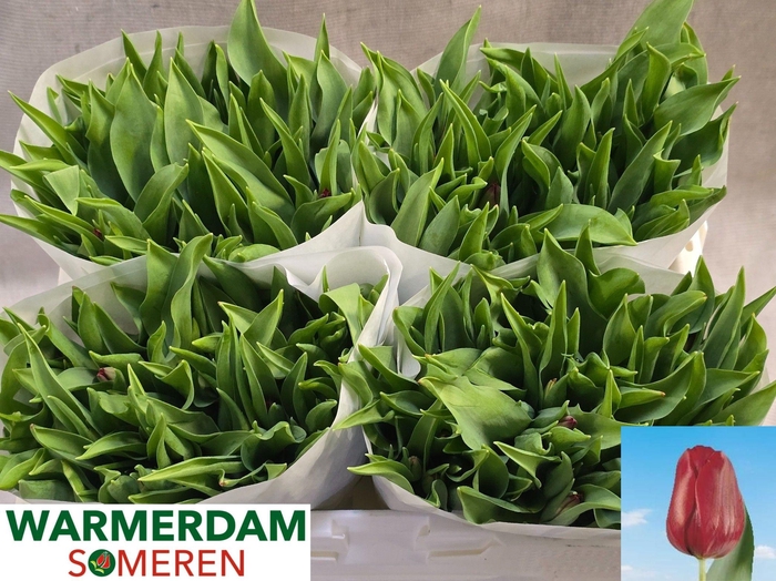 <h4>TU EN PALLADA</h4>