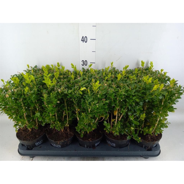 <h4>Buxus semp.   ...</h4>