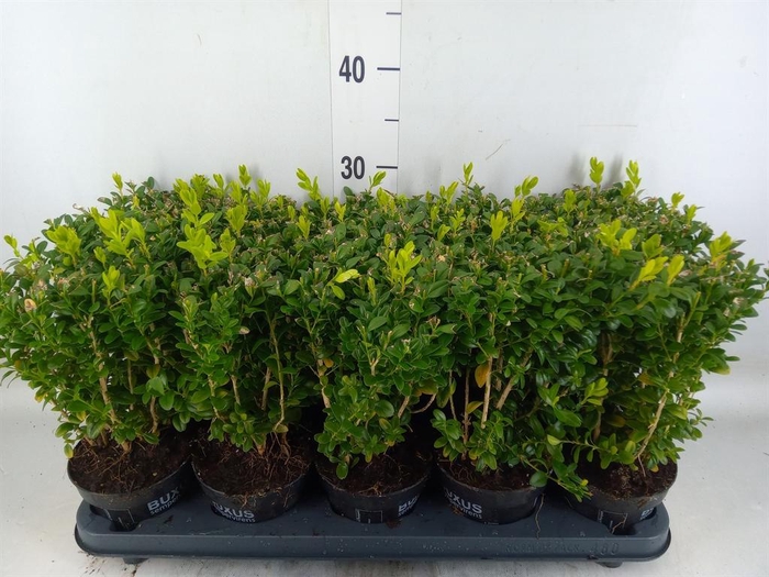 <h4>Buxus semp.   ...</h4>