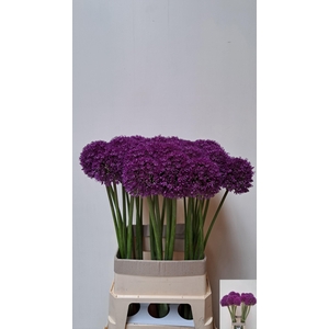 ALLIUM GROOTBLOEMIG