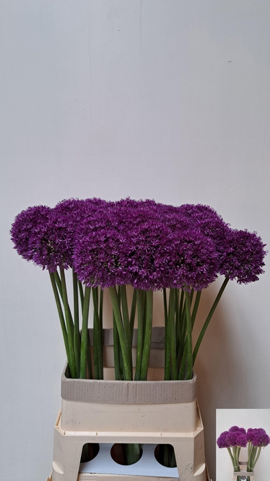 <h4>ALLIUM GROOTBLOEMIG</h4>