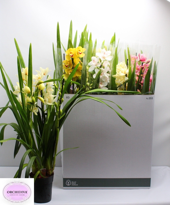 <h4>CYMB GEMENGD</h4>