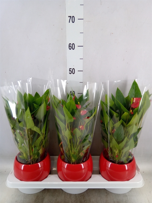 <h4>Anthurium andr. 'Mill Flowers Red'</h4>