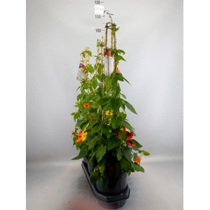 Thunbergia   ...mix 3