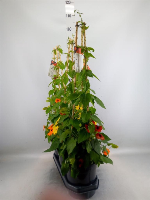 <h4>Thunbergia   ...mix 3</h4>