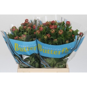 Ranunculus Butterfly Musa