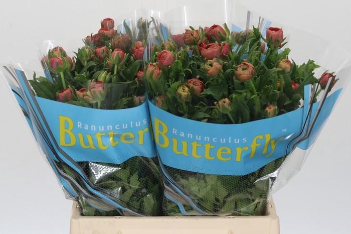 <h4>Ranunculus Butterfly Musa</h4>