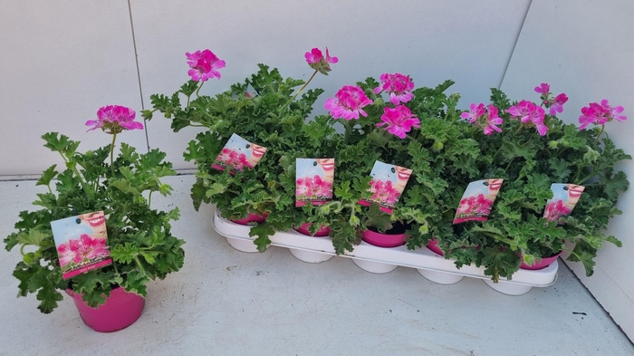 <h4>PEL GEM WELRIEKEND</h4>