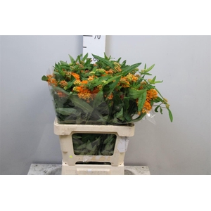 Ascl Tuberosa