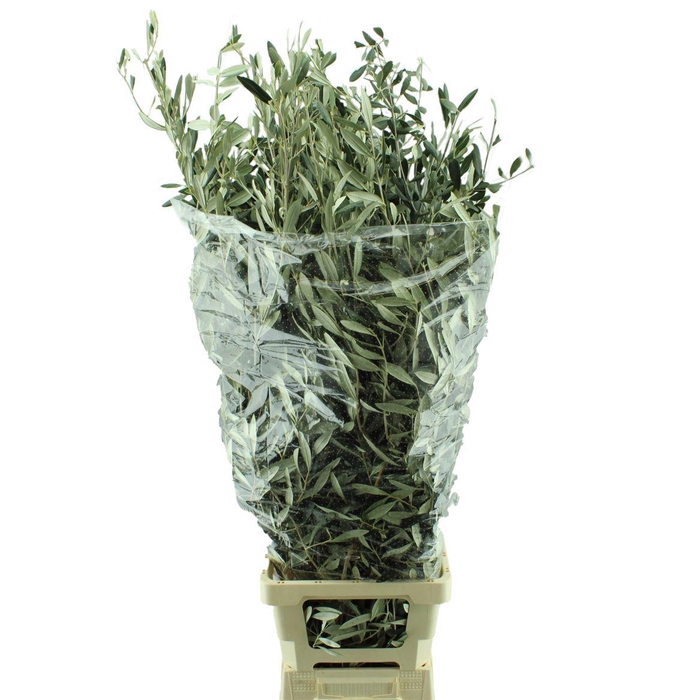 <h4>Olijftakken</h4>