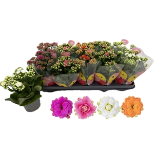 KALAN CALAN MIX QUEEN