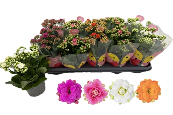 <h4>KALAN CALAN MIX QUEEN</h4>