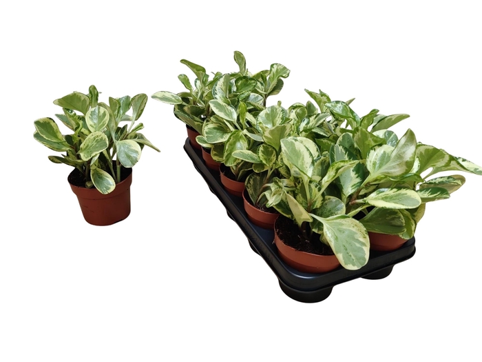 <h4>PEP OBT VARIEGATA</h4>