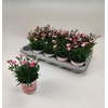 Dianthus Diantica Peach Party