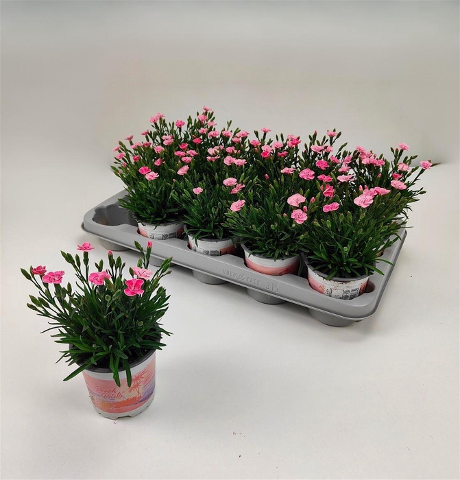 Dianthus Diantica Peach Party