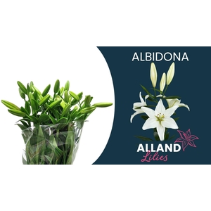 LI LA ALBIDONA