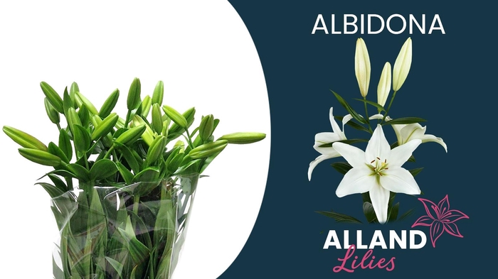 <h4>LI LA ALBIDONA</h4>